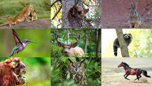klicke hier, um die Datei herunterzuladen Animals 124