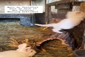 Falsche Wohnung