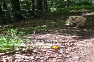Hund folgt null