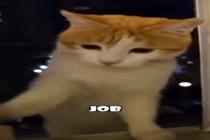 Katze schlägt einfach gerne