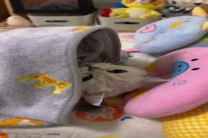 Was für ein liebes Katzenpärchen