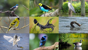 Birds-27.ppsx auf www.funpot.net