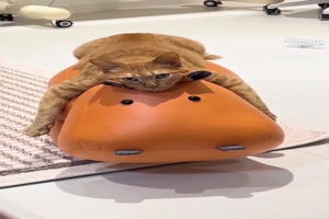 Faule-Katzen.mp4 von Valentino