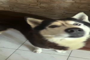 Hund-bellt-alles-nach.mp4 von Deniz