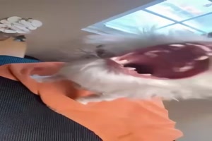 Frau mit verrcktem Hund