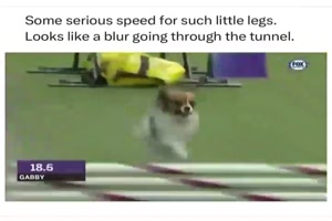 Ein super schneller Hund