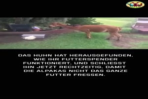 Schnell die Futterbox schließen