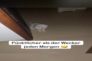 Guter Wecker