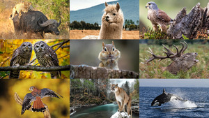 klicke hier, um die Datei herunterzuladen Animals 125