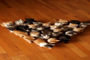 Katzen-Herz.mp4 auf www.funpot.net