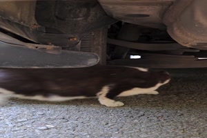 Katz und Maus