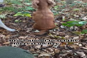 Hund wedelt krftig