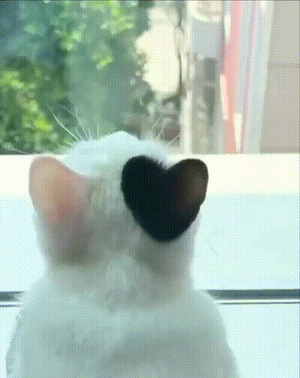 Katze-mit-Herz-Ohr.gif von Robert91