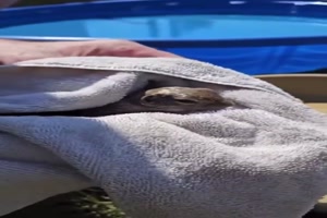 Hörnchen-gerettet.mp4 auf www.funpot.net