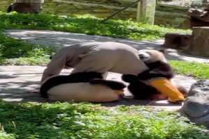 Mit-Pandas-arbeiten.mp4 von Celina93