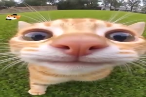 Lustige-Momente-mit-Katzen-vor-der-Kamera.mp4 von Talia
