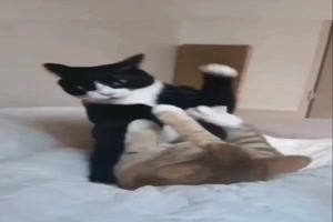 Kungfu-Katzen.mp4 von Hektor