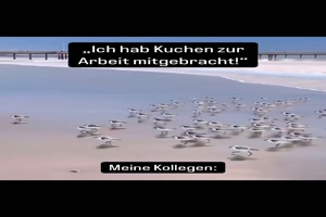 Wenn-es-im-Bro-Kuchen-gibt.mp4 von Talia