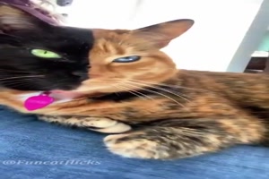 Katzen-mit-interessanten-Gesichtern.mp4 auf www.funpot.net