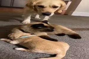Katze-beruhigt-den-Welpen.mp4 von Eveline