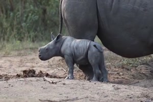 Baby-Nashorn.mp4 von Deniz