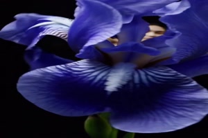 Bltenkleid.mp4 von Robert91