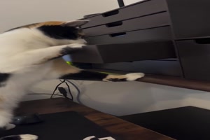 Neugierige Katze
