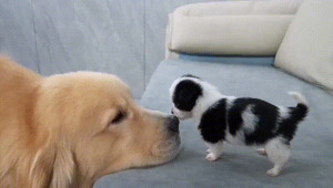 Frecher-kleiner-Hund.gif von Larissa-1989
