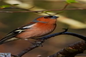 Ein-schner-Vogel.mp4 von Eveline