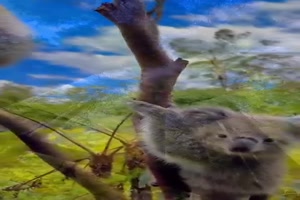 Natur-und-Tiere.mp4 von Eveline