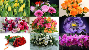Flowers-26.ppsx von Dorota