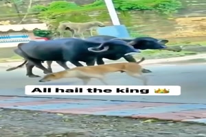 der-Hund-ist-Knig.mp4 von Eveline