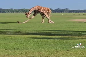 Rehkitz-bei-den-Giraffen.mp4 auf www.funpot.net