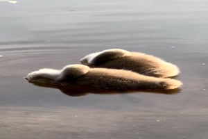 Schlafstellung.mp4 von Talia