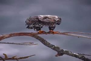 Ein-beeindruckender-Vogel.mp4 von you-and-i