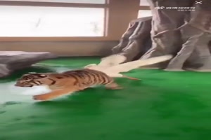 Tiger-vs.-Gans.mp4 von Lydia