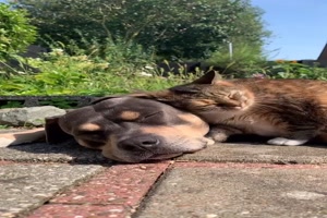 Katze-und-Hund-mgen-sich.mp4 von Annika-71