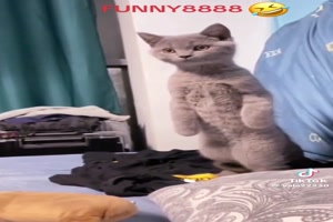 Katzen sind lustig