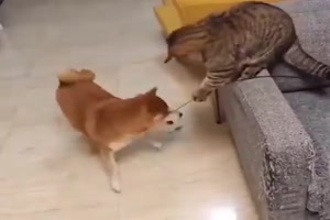 Katze bespat den Hund