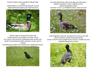 klicke hier, um die Datei herunterzuladen Besinnlickeit