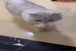 Katze schimpft