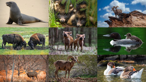 klicke hier, um die Datei herunterzuladen Animals 125