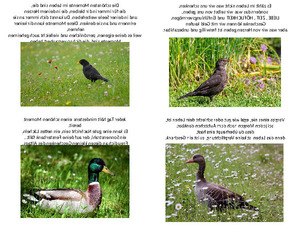 klicke hier, um die Datei herunterzuladen Gefiederte Tiere und Sprüche