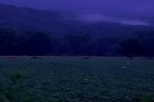 Glhwrmchen-Wiese.mp4 von Pascal-1968