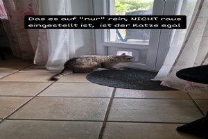 Katze hat eigene Regeln