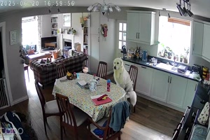 Hund wartet aufs Essen