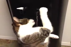 Tiere haben Durst