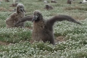 Albatros-Küken.mp4 auf www.funpot.net