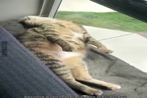 Lustige Katzen