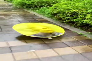 Regenschutz-fr-den-Hund.mp4 von Samu51